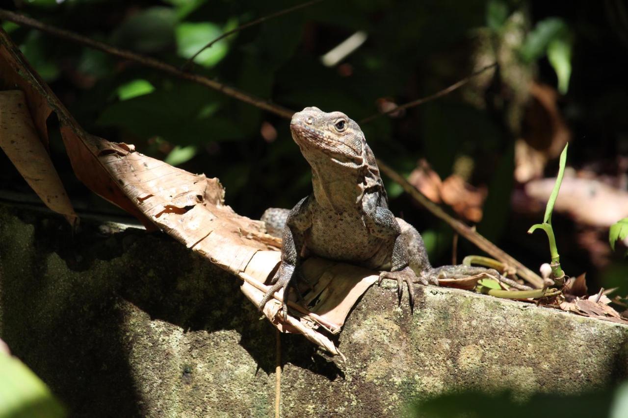 מלון דומיניקל Iguana Libre מראה חיצוני תמונה