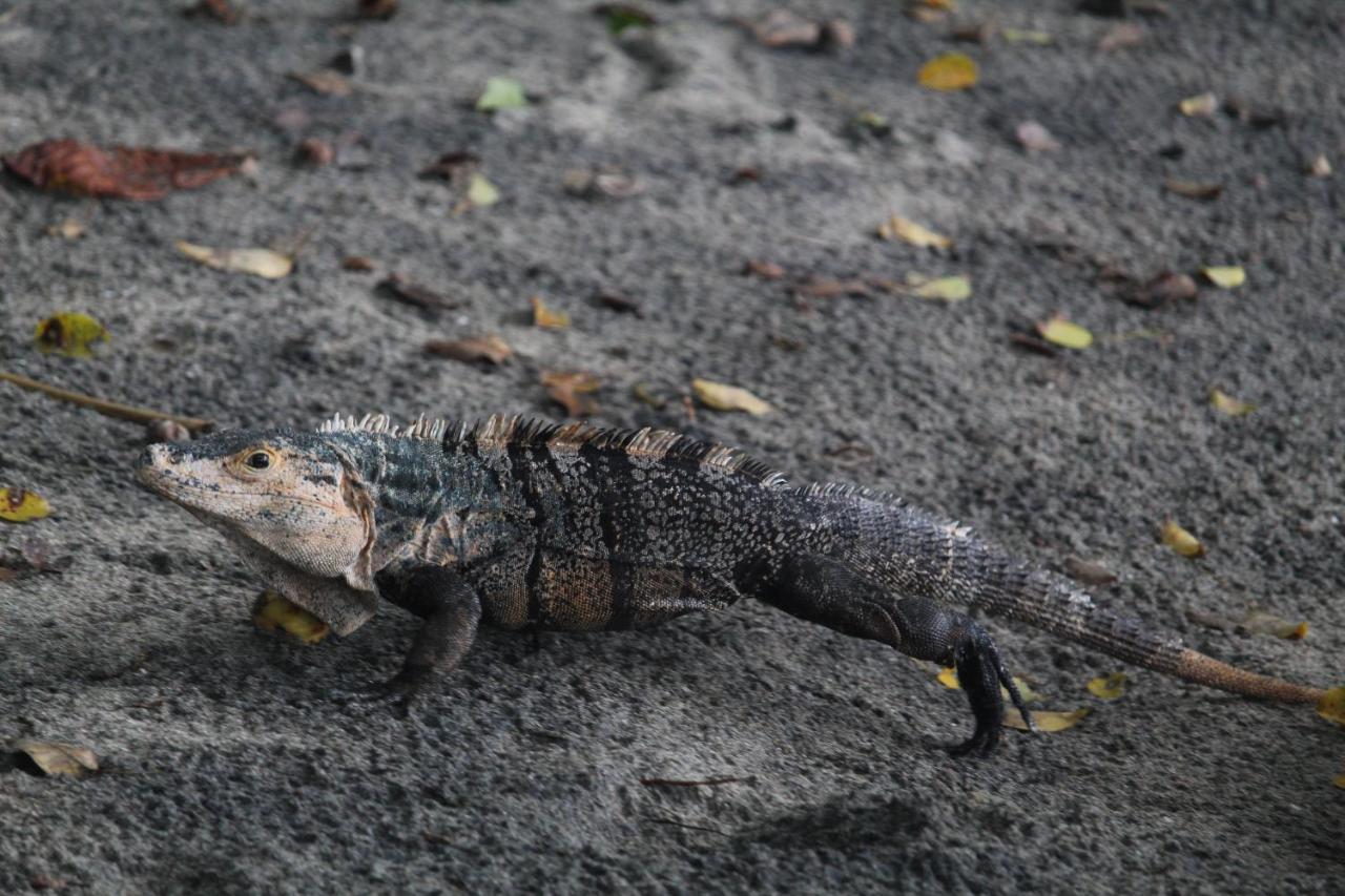 מלון דומיניקל Iguana Libre מראה חיצוני תמונה